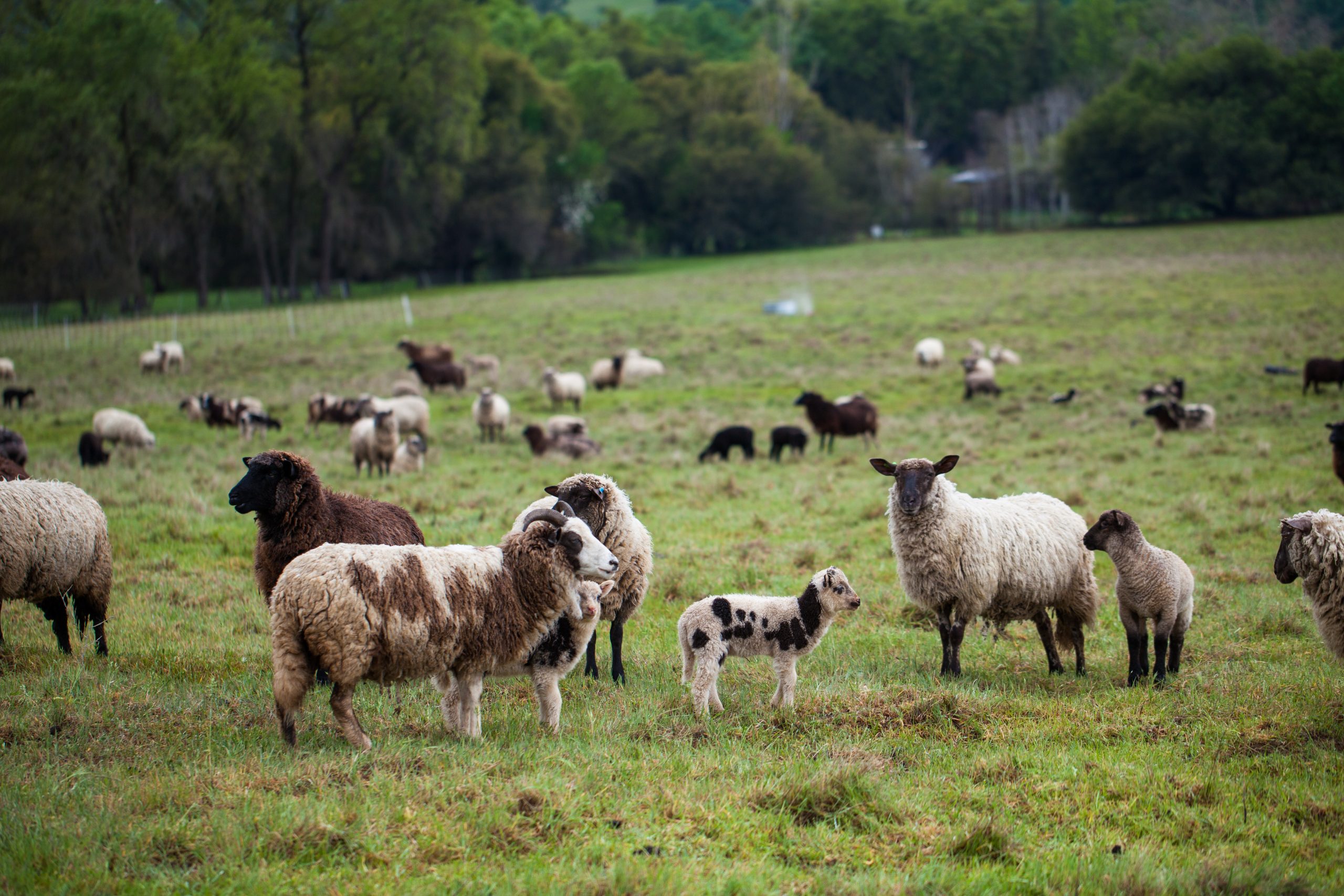 photograph-of-black-and-white-sheep-in-a-verdant-green-pasture
