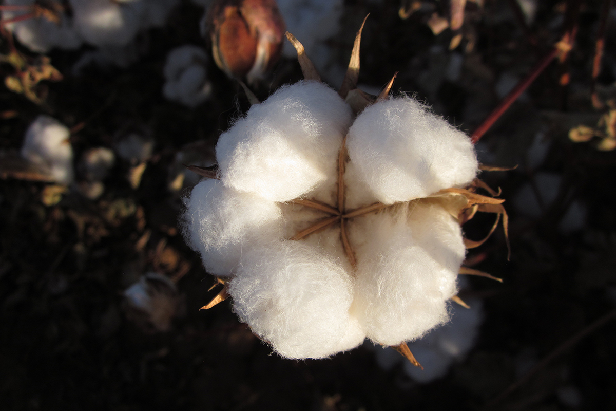 close up white fluffy cotton mature bole in field before harvest